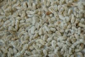 Conventional Cotton Seed